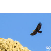 گونه عقاب طلایی Golden Eagle